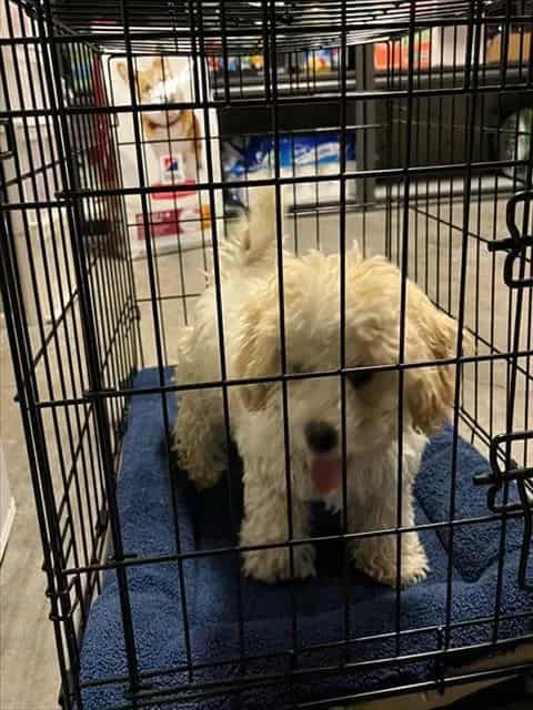 Photo of Senior Poodle - Miniature mix, adoptable Poodle - Miniature mix in San José, California