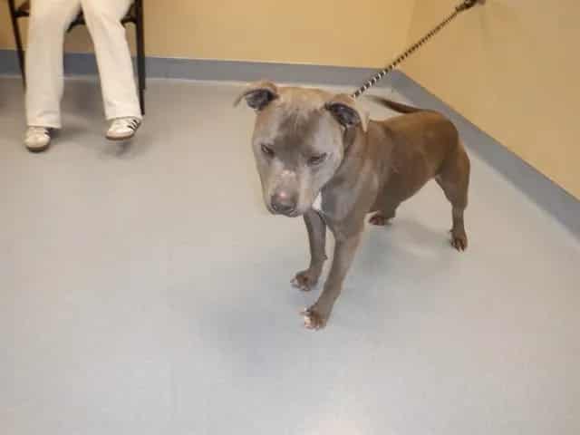 Photo of Wesley, adoptable Pit Bull Terrier in San José, California