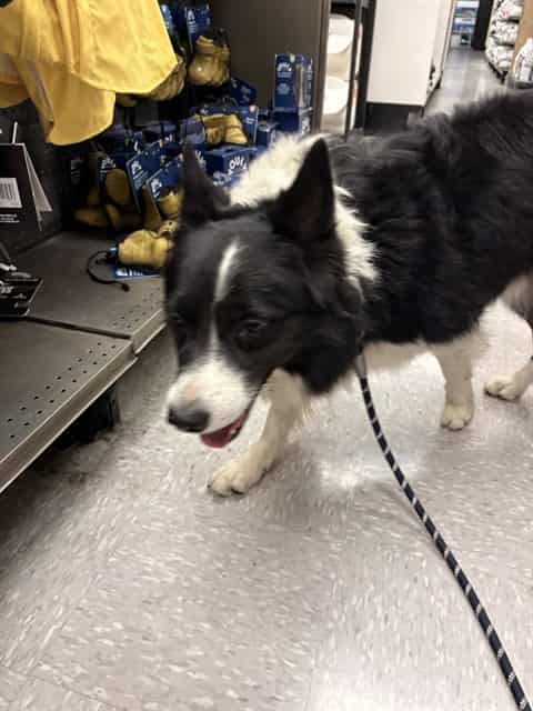 Photo of Senior Border Collie, adoptable Border Collie in San José, California