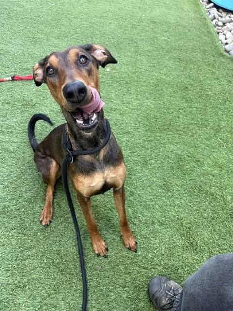 Photo of Sourdough, adoptable Doberman Pinscher mix in San José, California