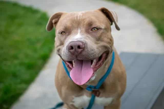 Photo of Hank, adoptable Pit Bull Terrier mix in San José, California