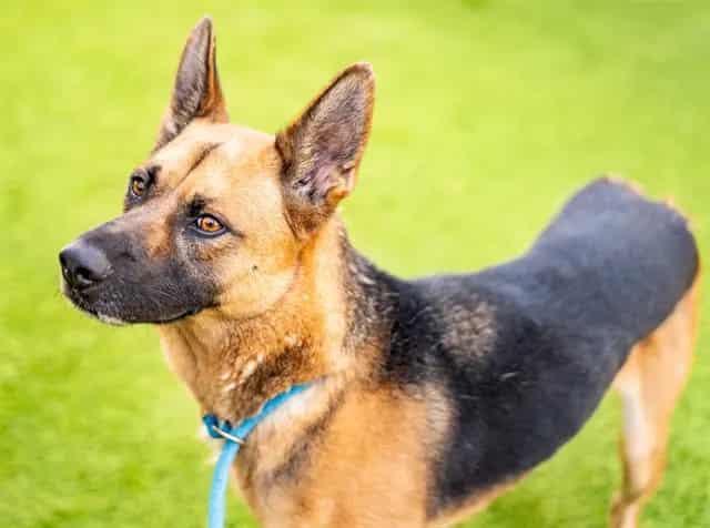 Photo of Moose, adoptable German Shepherd Dog in San José, California