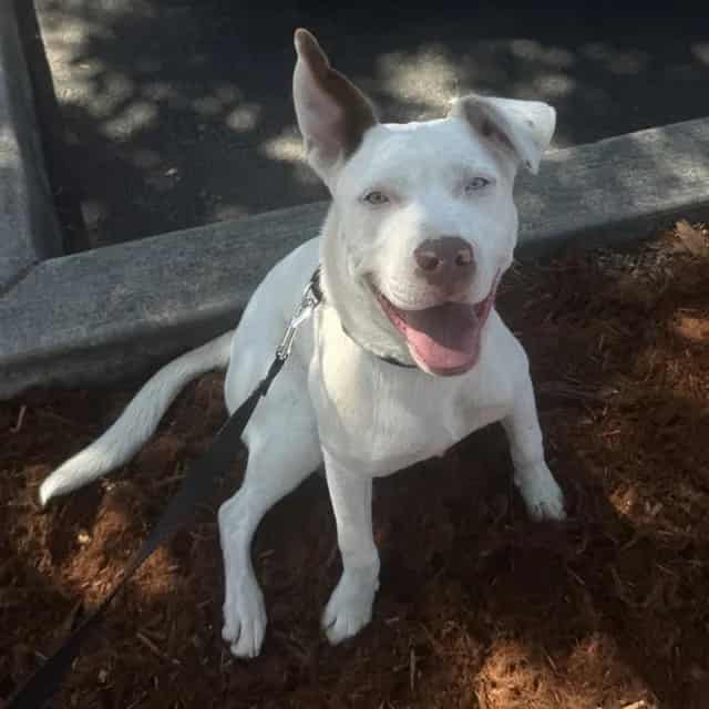 Photo of Senior Pit Bull Terrier and Siberian Husky, adoptable Pit Bull Terrier and Siberian Husky in San José, California
