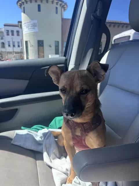 Photo of Senior Chihuahua - Smooth Coated, adoptable Chihuahua - Smooth Coated in San José, California