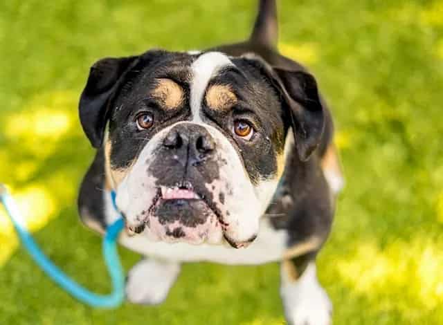 Photo of Jessie, adoptable American Bulldog in San José, California