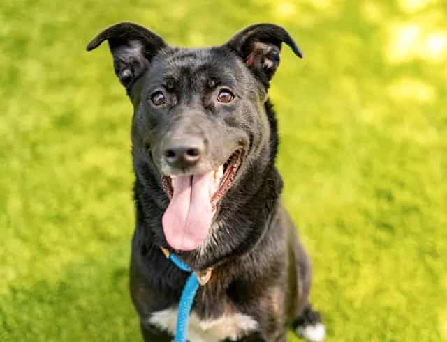 Photo of Wren, adoptable German Shepherd Dog mix in San José, California