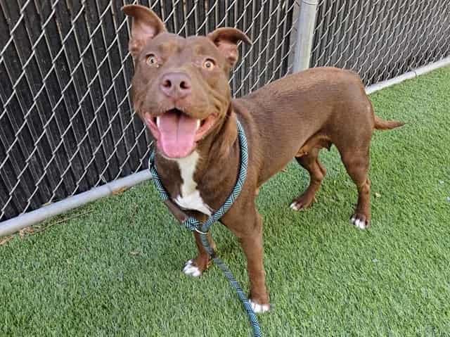 Photo of Anna, adoptable Labrador Retriever and Pit Bull Terrier in San José, California