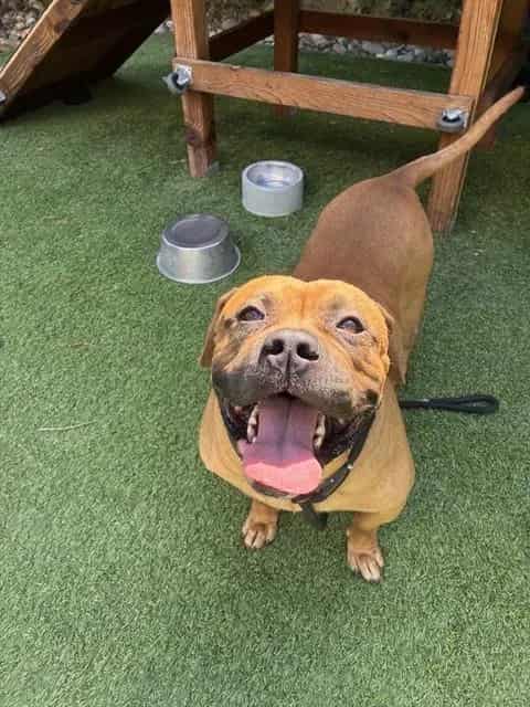 Photo of Geno, adoptable Bullmastiff in San José, California