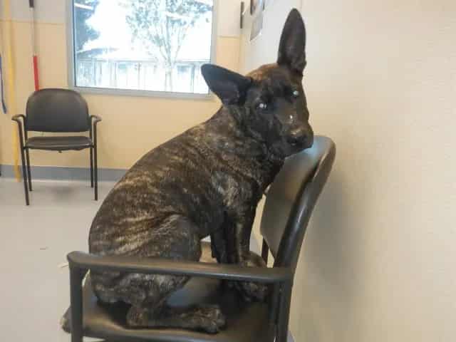 Photo of Senior Pit Bull Terrier, adoptable Pit Bull Terrier in San José, California