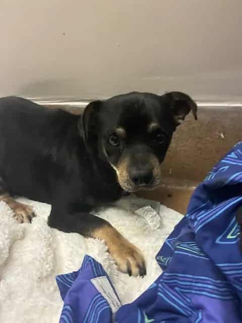 Photo of Roberto, adoptable Chihuahua - Smooth Coated and Dachshund in San José, California