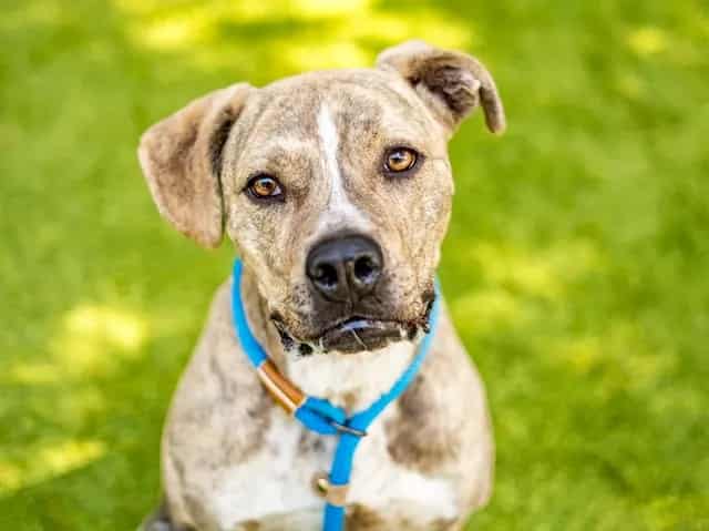 Photo of Cashew, adoptable Cane Corso mix in San José, California