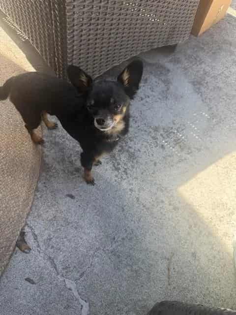 Photo of Senior Chihuahua - Smooth Coated, adoptable Chihuahua - Smooth Coated in San José, California
