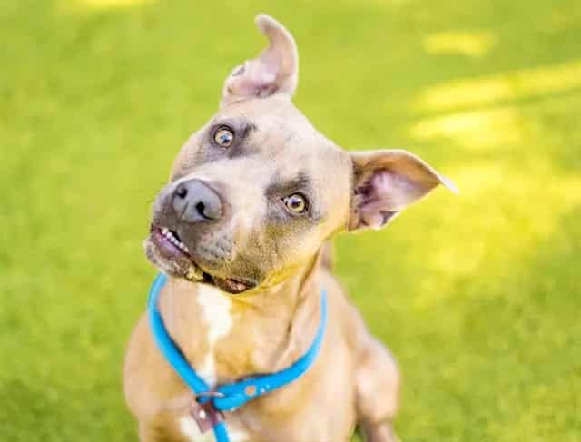 Photo of Bison, adoptable Pit Bull Terrier in San José, California