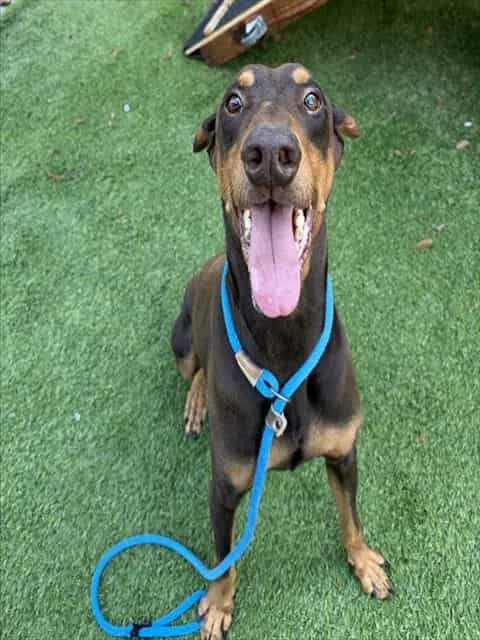 Photo of Alex, adoptable Doberman Pinscher in San José, California
