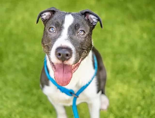 Photo of Cabo, adoptable Pit Bull Terrier in San José, California