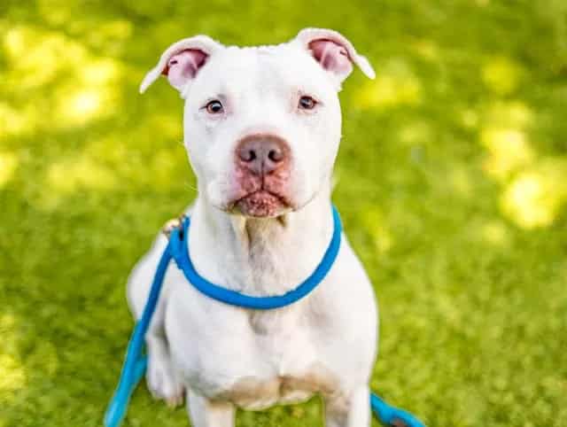 Photo of Lucky, adoptable Pit Bull Terrier in San José, California