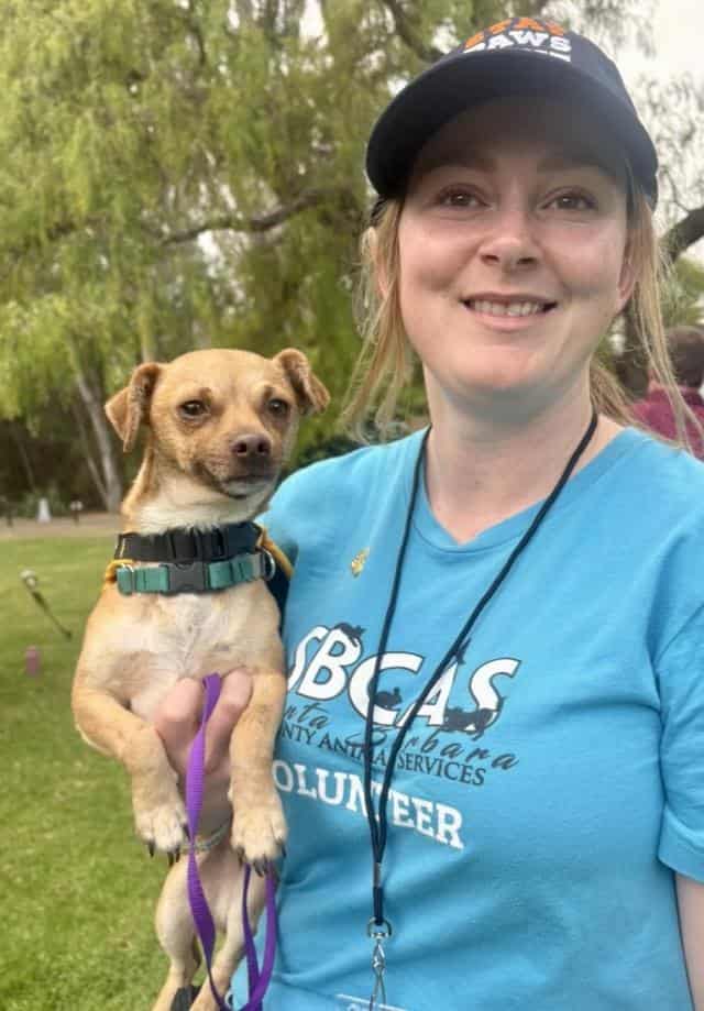 Photo of Kuzco, adoptable Chihuahua - Smooth Coated mix in Santa Barbara, California