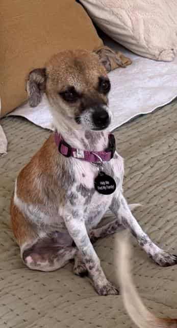 Photo of Yzma, adoptable Chihuahua - Smooth Coated mix in Santa Barbara, California