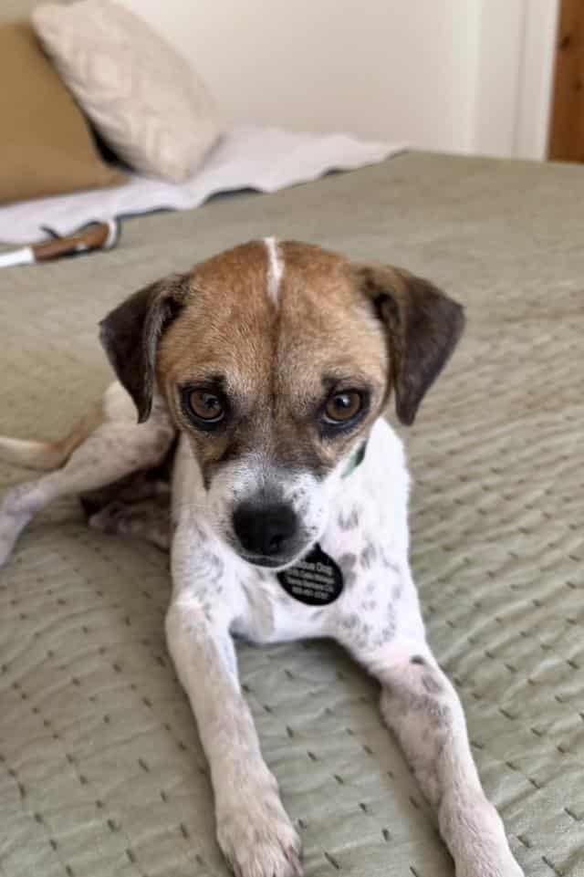 Photo of Maria, adoptable Chihuahua - Smooth Coated mix in Santa Barbara, California