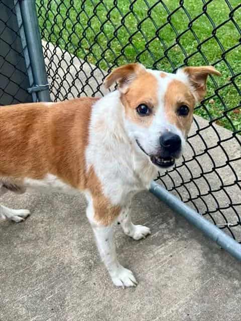 Photo of Rockstar, adoptable Australian Cattle Dog mix in Chicago, Illinois