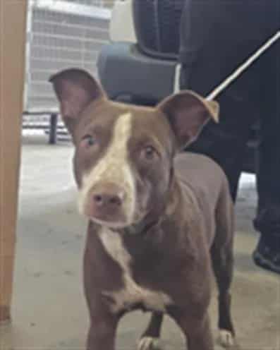 Photo of Cinnamon, adoptable Mixed Breed
