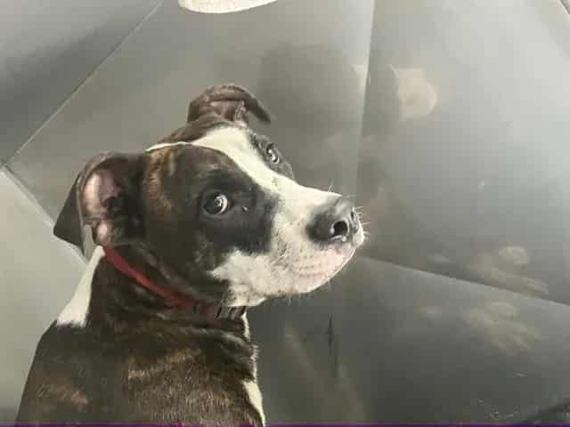 Photo of Draco, adoptable Mixed Breed