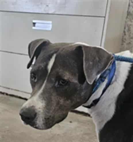 Photo of Charli, adoptable Mixed Breed