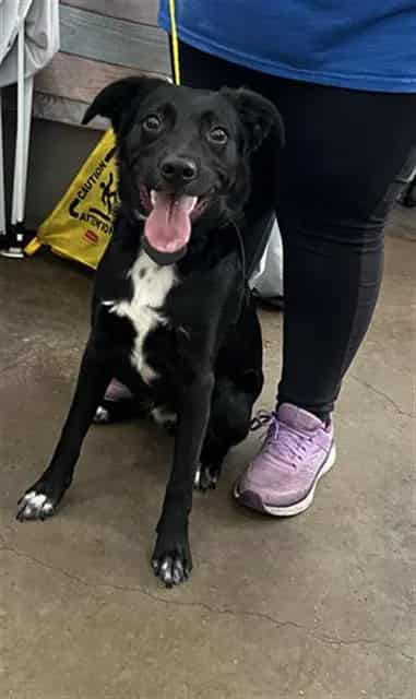 Photo of Tommy, adoptable Mixed Breed