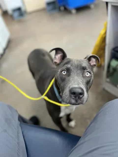 Photo of Stormie, adoptable Mixed Breed