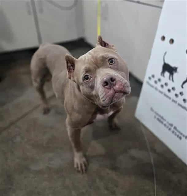 Photo of Latte, adoptable Mixed Breed