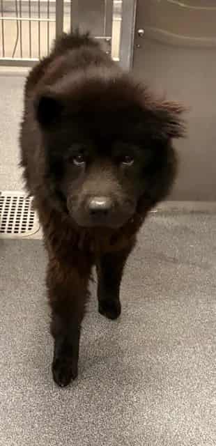 Photo of Knight, adoptable Chow Chow