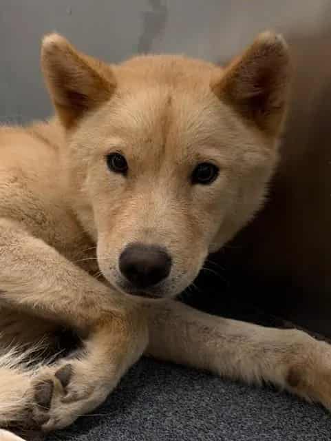 Photo of Jack, adoptable Mixed Breed