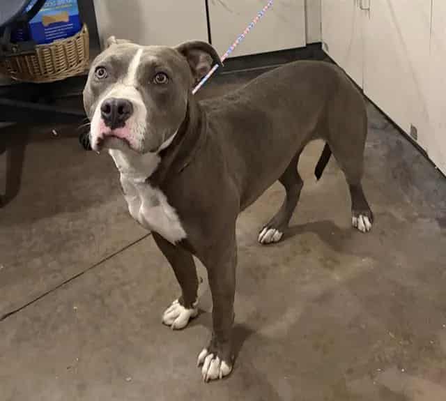 Photo of Tootsie, adoptable Mixed Breed