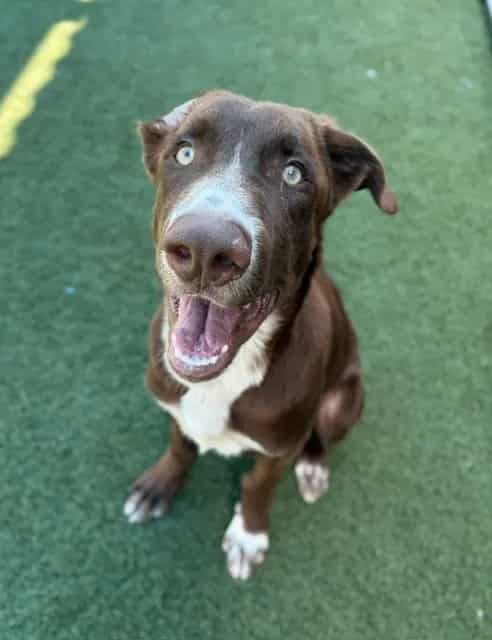 Photo of Jack, adoptable Mixed Breed