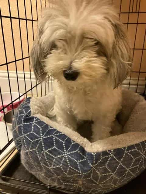 Photo of Unknown, adoptable Havanese