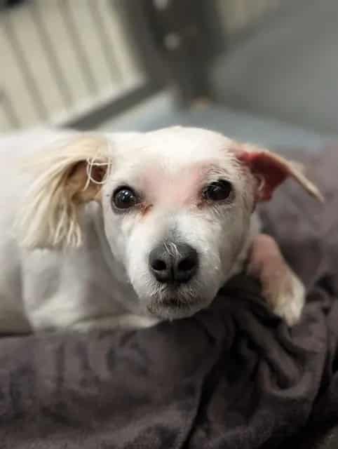 Photo of Marta, adoptable Mixed Breed