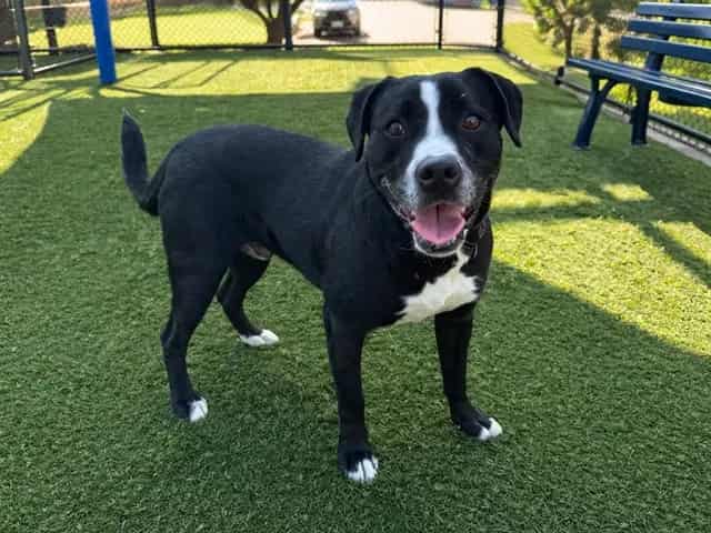 Photo of Charlie, adoptable Mixed Breed