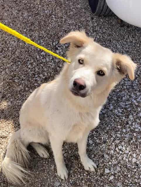 Photo of Loba, adoptable Labrador Retriever mix