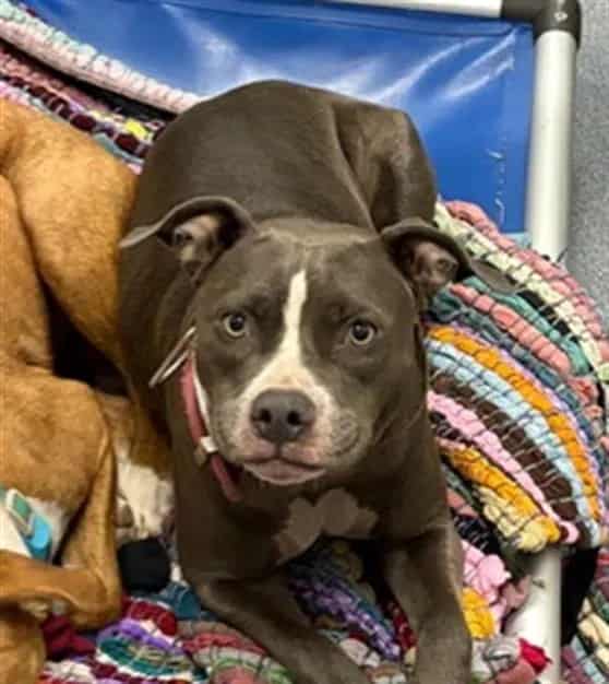 Photo of Meechie, adoptable Pit Bull Terrier