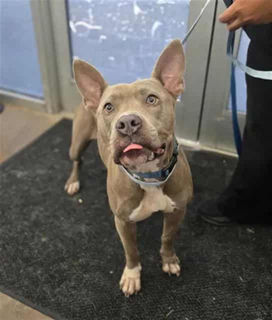 Photo of Bebe, adoptable Mixed Breed