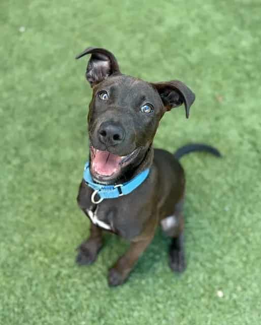 Photo of Cocoa, adoptable Mixed Breed