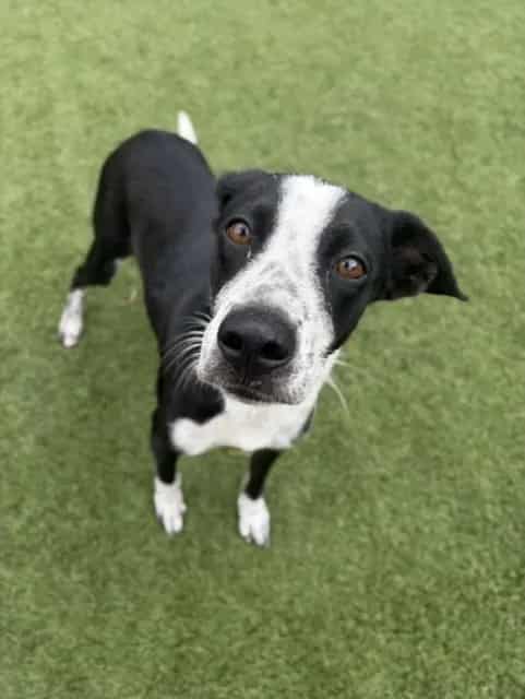 Photo of Luna, adoptable Mixed Breed