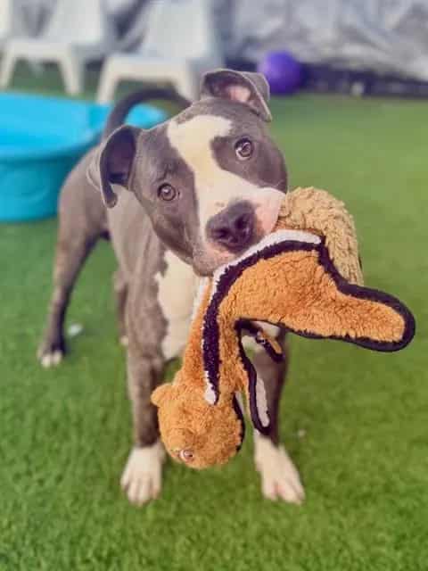 Photo of Max, adoptable Mixed Breed