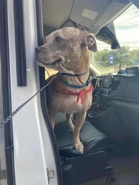 Photo of Captian Jack, adoptable Mixed Breed and American Pit Bull Terrier
