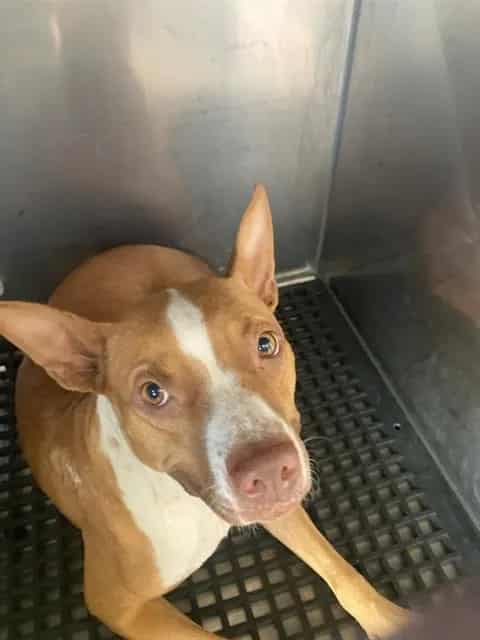 Photo of Hailey, adoptable Pit Bull Terrier mix