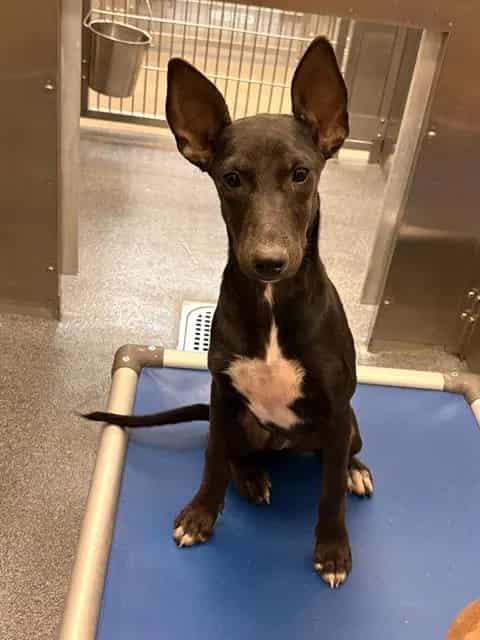 Photo of Dove, adoptable Mixed Breed