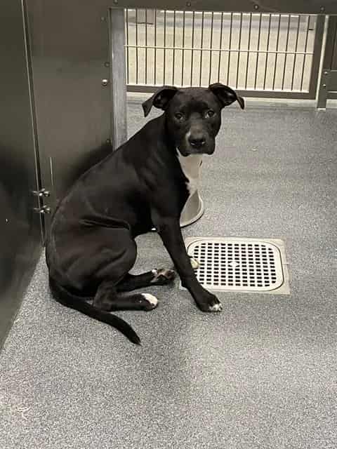 Photo of Loki, adoptable Mixed Breed
