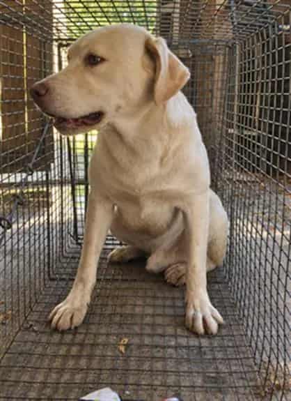 Photo of Buster, adoptable Labrador Retriever