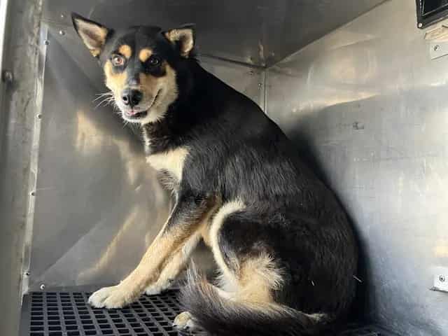 Photo of Mirca, adoptable Mixed Breed