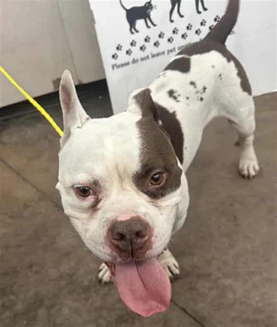 Photo of Gourd, adoptable Mixed Breed